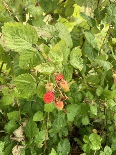 Rubus x loganobaccus (Boysenberry) — photo