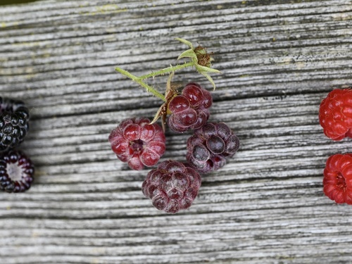 Rubus x neglectus — photo