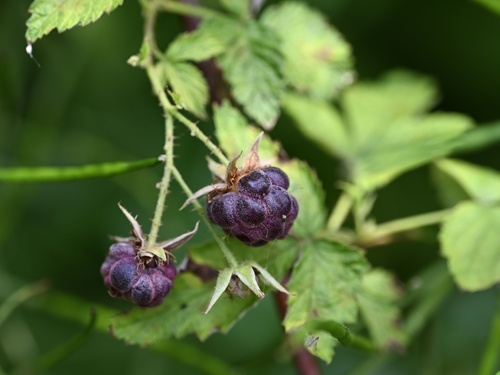 Rubus x neglectus — photo