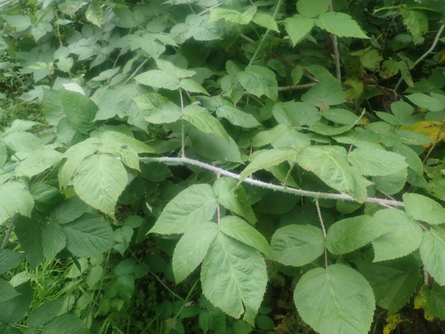 Rubus x neglectus