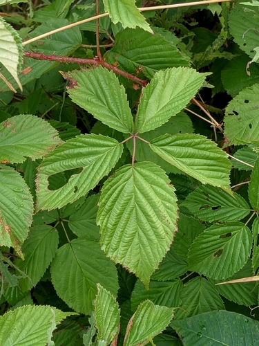 Rubus x sp (All fieldberry) — photo