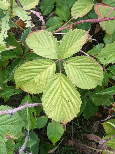 Rubus x sp (All fieldberry) — photo