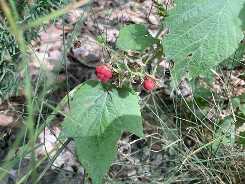 Rubus x sp