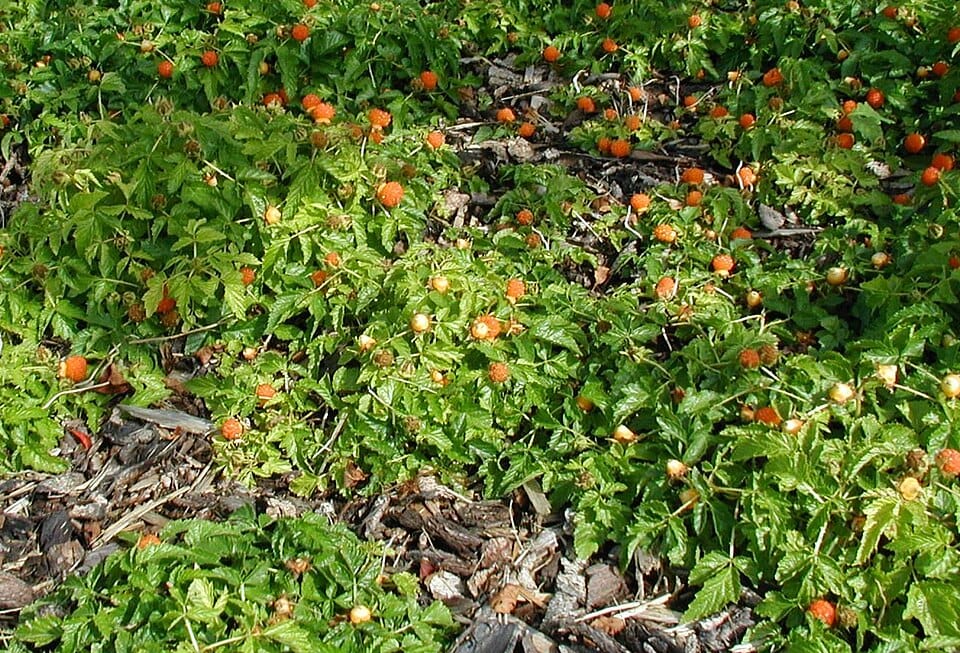 Rubus xanthocarpus (Huang guo xuan gou zi) — photo