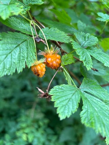 Rubus xanthocarpus (Huang guo xuan gou zi) — photo