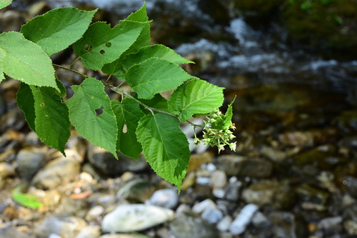 Rubus xanthoneurus