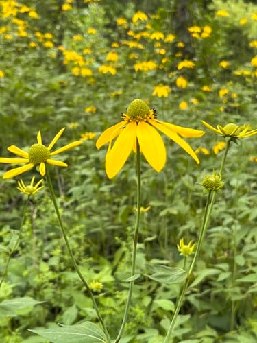 Rudbeckia laciniata (Cut-leaf coneflower) — photo