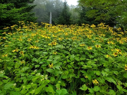 Rudbeckia laciniata (Cut-leaf coneflower) — photo