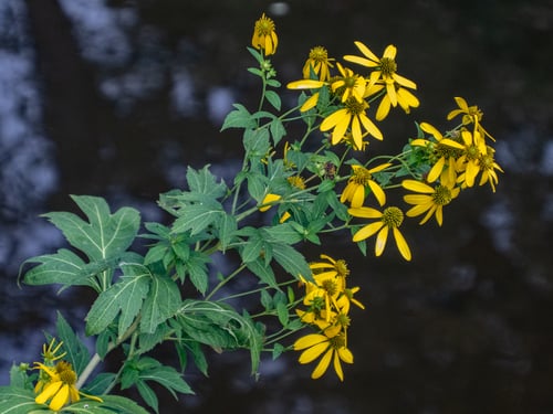 Rudbeckia laciniata