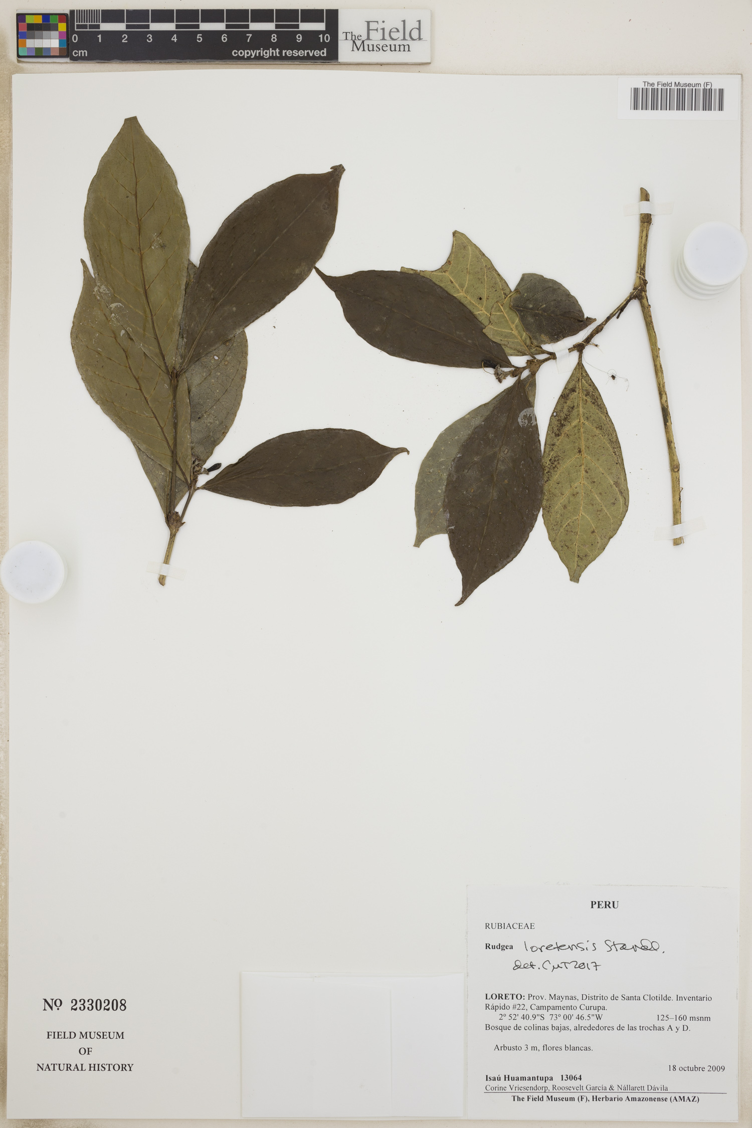 Rudgea loretensis — photo