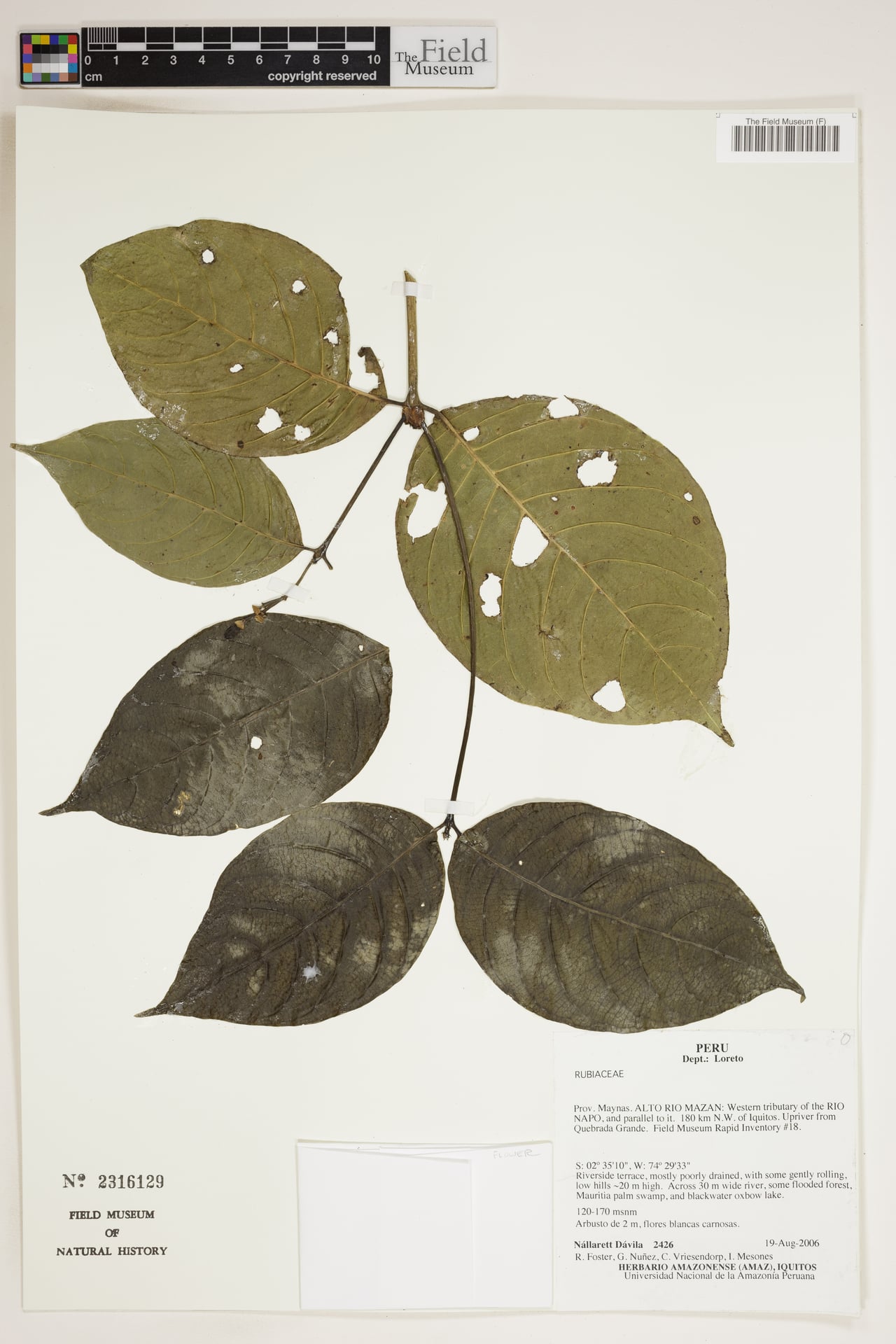 Rudgea loretensis — photo