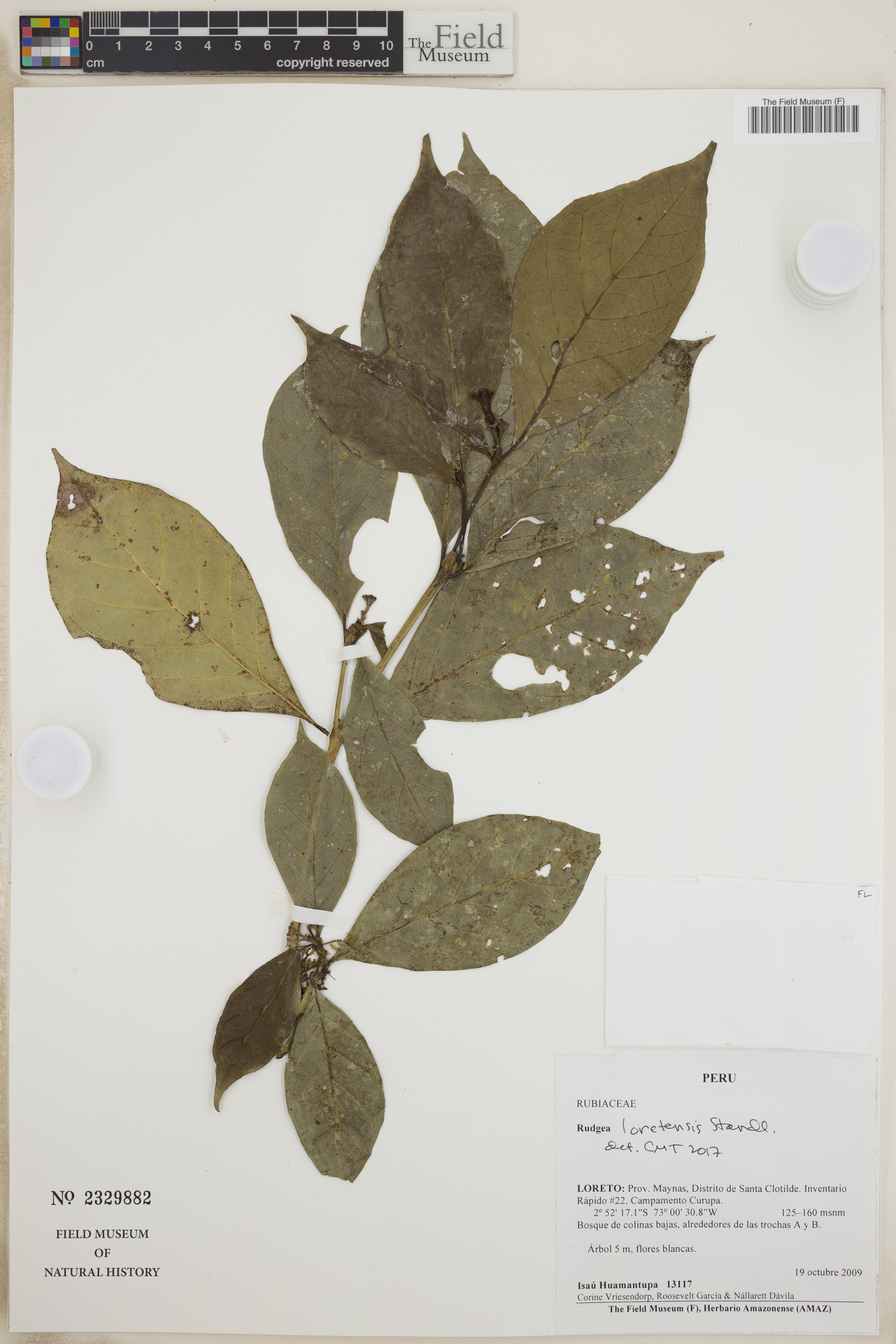 Rudgea loretensis