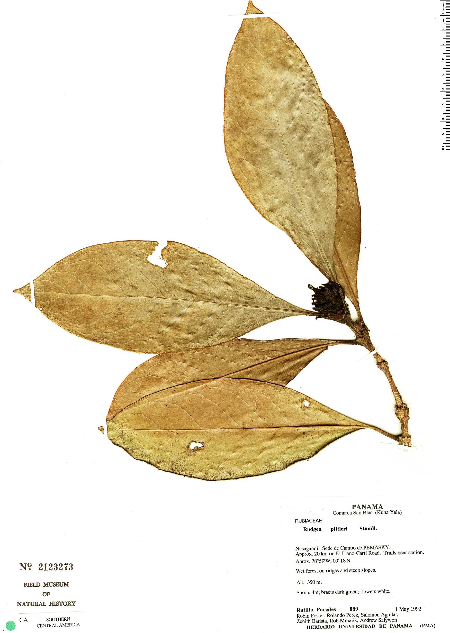 Rudgea pittieri (Borojocito) — photo