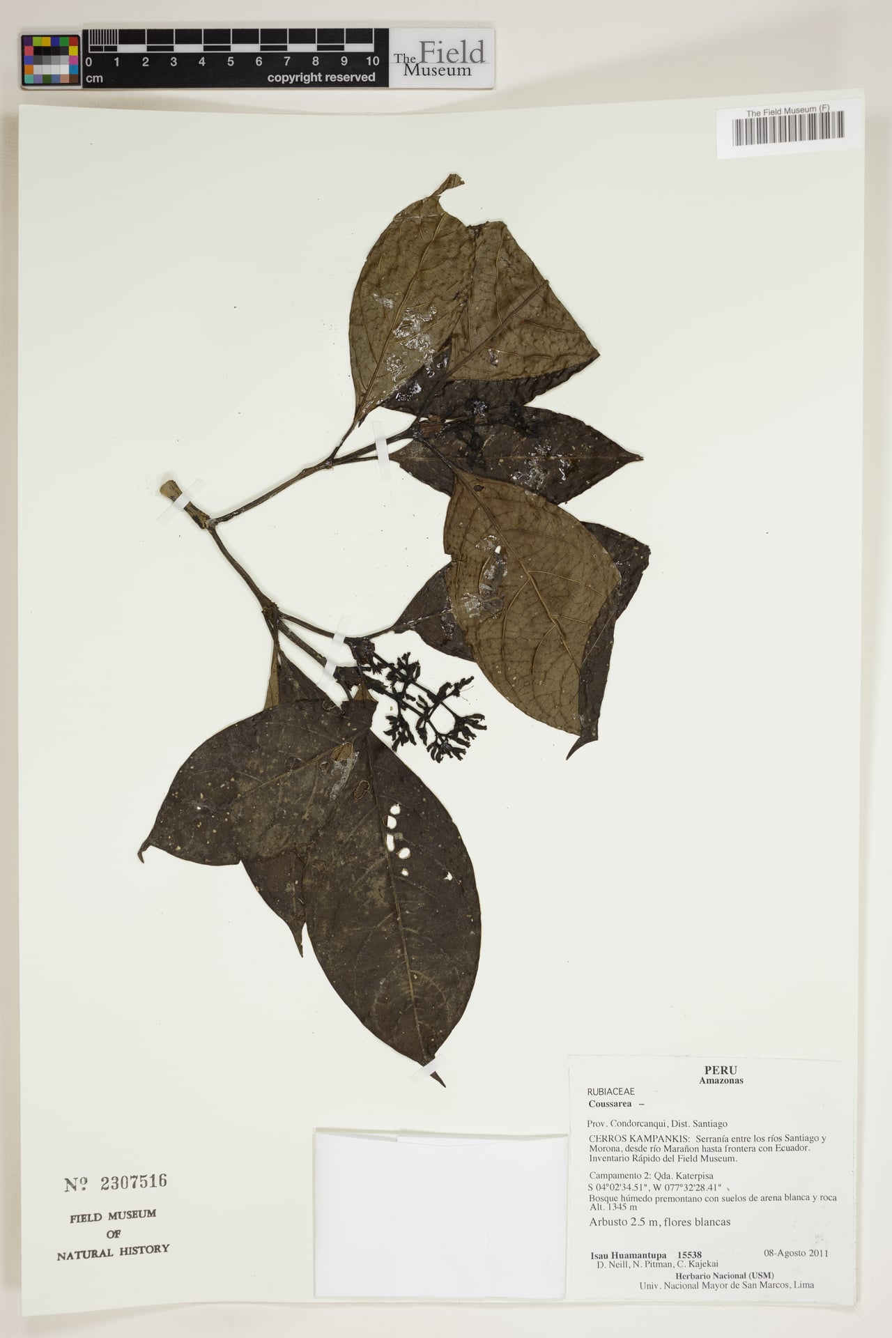 Rudgea verticillata