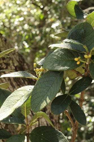Rudgea viburnoides — photo