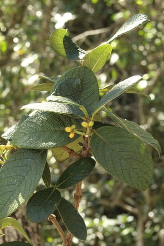 Rudgea viburnoides — photo