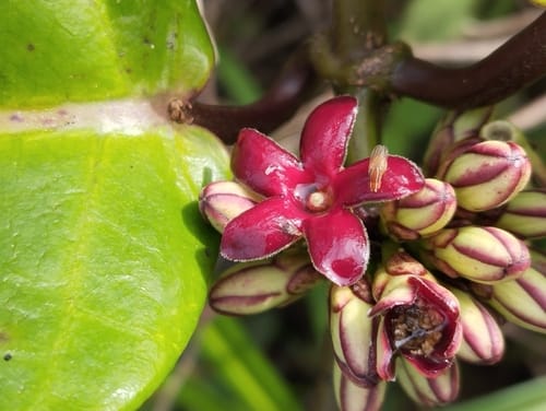 Ruehssia macrophylla (Spotted leaved marsdenia) — photo