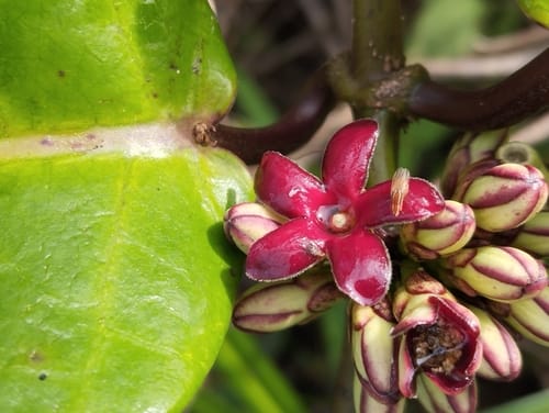 Ruehssia macrophylla (Spotted leaved marsdenia) — photo