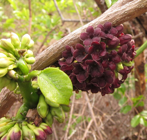 Ruehssia macrophylla