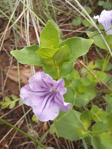 Ruellia cordata — photo