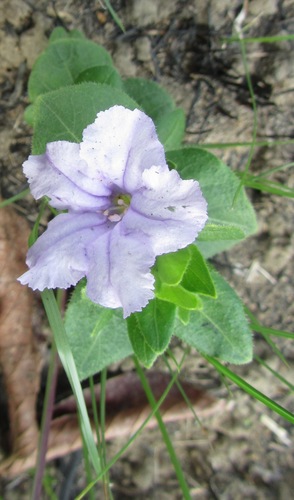 Ruellia cordata — photo