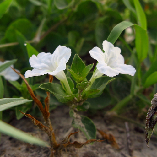 Ruellia patula — photo