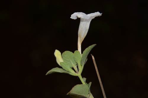 Ruellia patula — photo