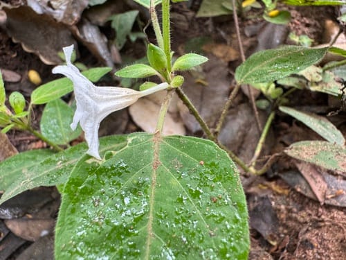 Ruellia praetermissa — photo