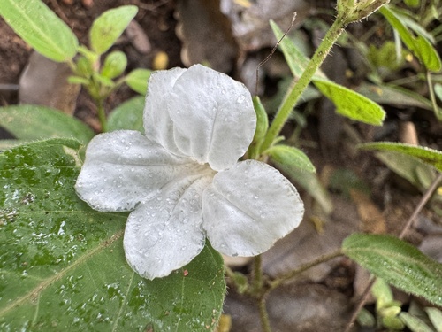 Ruellia praetermissa