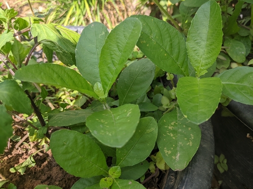 Ruellia tuberosa (Menow-weed) — photo