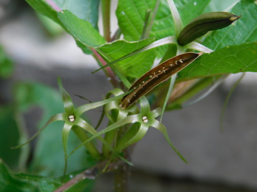 Ruellia tuberosa (Menow-weed) — photo