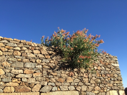 Rumex abyssinicus (Spanish Rhubarb) — photo