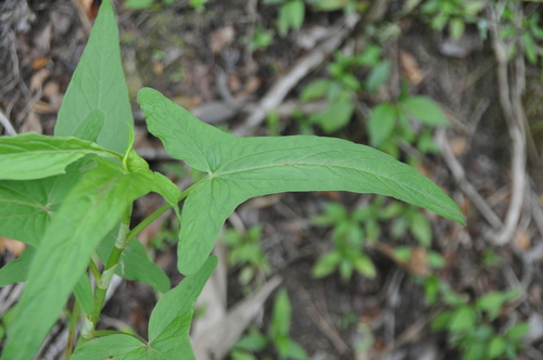 Rumex abyssinicus (Spanish Rhubarb) — photo