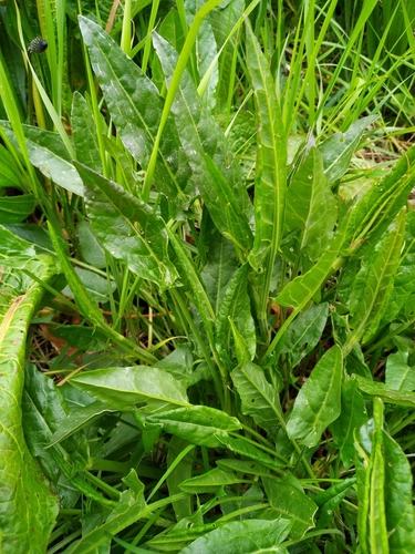 Rumex acetosa (Garden sorrel) — photo