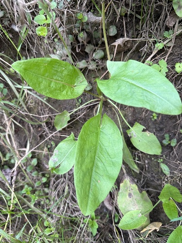 Rumex acetosa (Garden sorrel) — photo