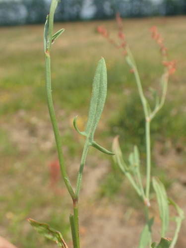 Rumex acetosella (Sheep Sorrel) — photo