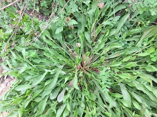 Rumex acetosella subsp. acetoselloides