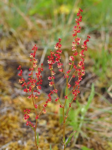 Rumex acetosella (Sheep Sorrel) — photo
