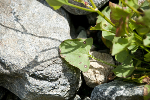 Rumex alpestris (Maiden sorrel) — photo
