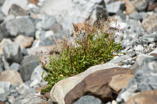 Rumex alpestris
