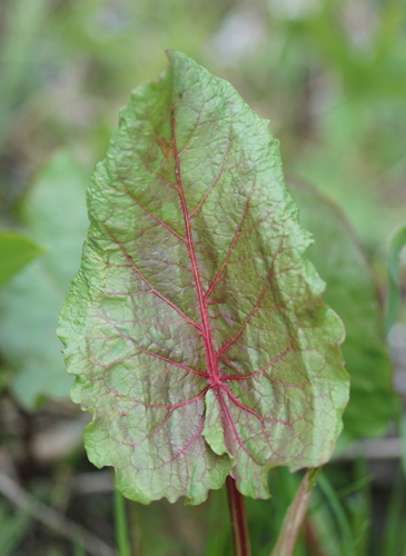 Rumex alpinus (Alpine dock) — photo
