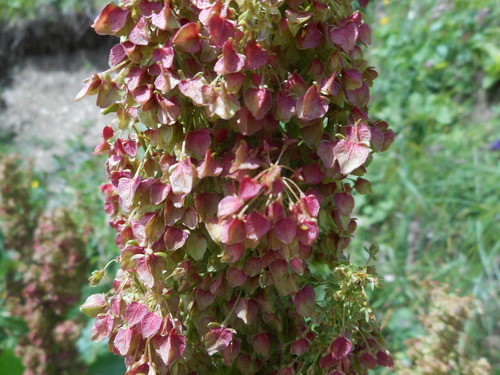 Rumex alpinus (Alpine dock) — photo