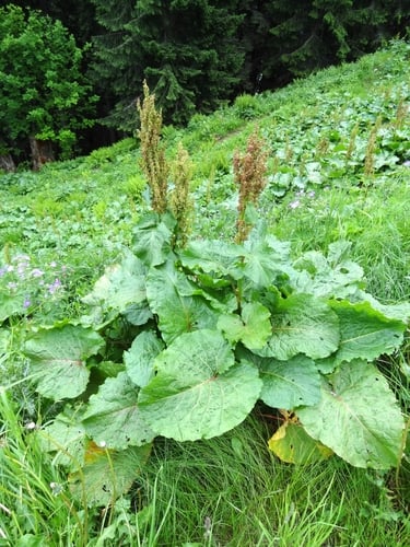 Rumex alpinus
