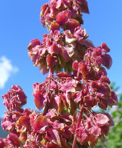 Rumex aquaticus (Red dock) — photo