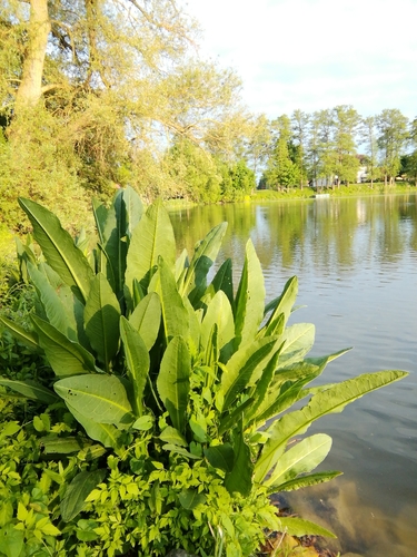 Rumex aquaticus (Red dock) — photo