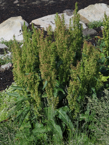 Rumex aquaticus