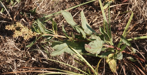 Rumex berlandieri — photo