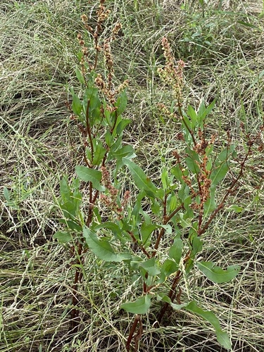 Rumex berlandieri — photo
