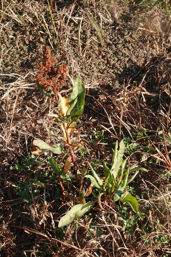Rumex berlandieri