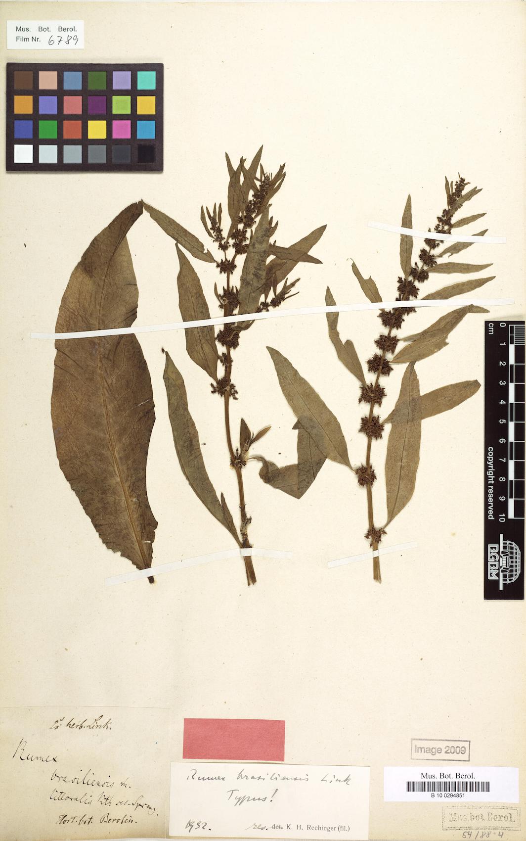 Rumex brasiliensis